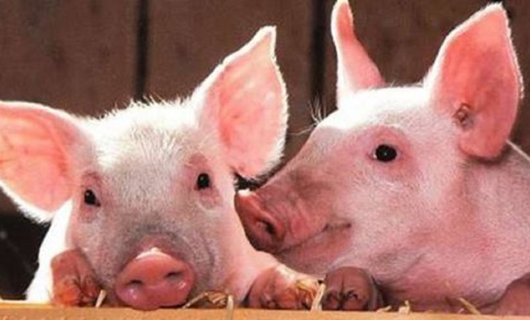 Valstybės pagalba kiaulių laikytojams – nuo rugsėjo 3 d.
