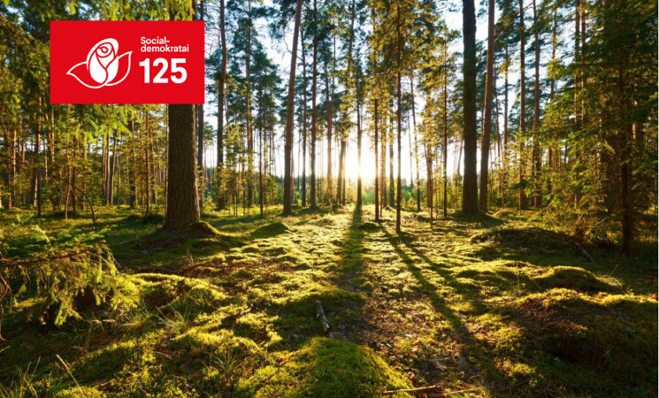 Gegužės 1-ąją bus sodinamas „Socialdemokratų miškas“